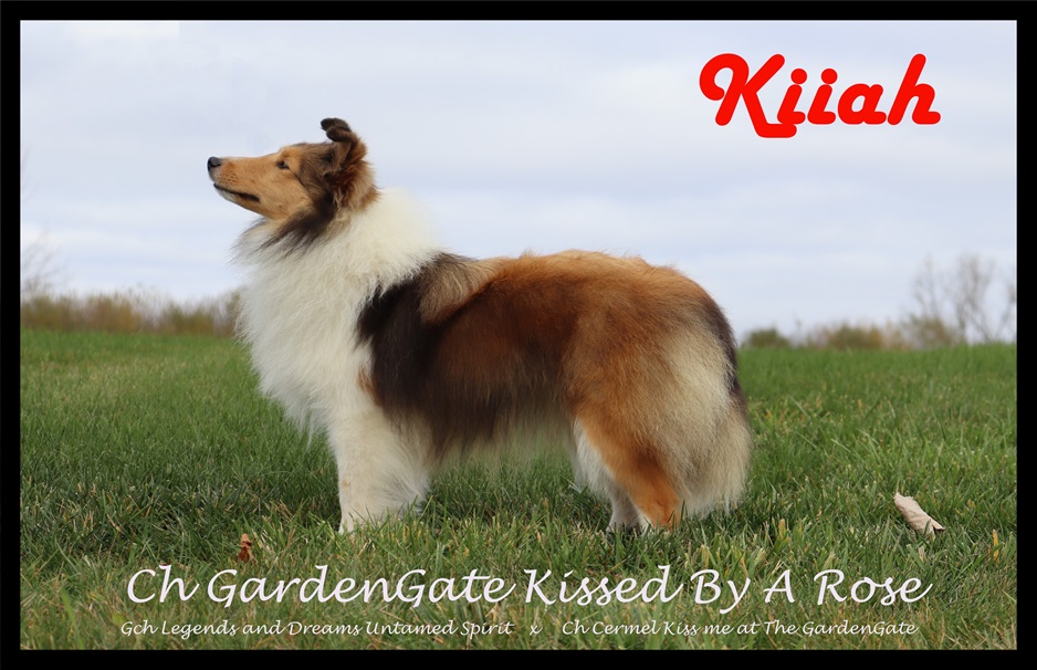 KIIAH -- Can. Ch. Gardengate Kissed By A Rose